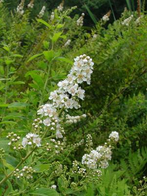 Spiraea alba Du Roi var. latifolia (Aiton) Dippel (white meadowsweet), flowers
