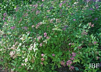 Spiraea japonica ‘Froebelii’ (Froebel Japanese spirea), growth habit, shrub form