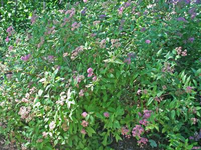 Spiraea japonica ‘Froebelii’ (Froebel Japanese spirea), growth habit, shrub form