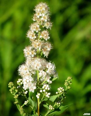 Spiraea alba Du Roi (meadowsweet), flowers