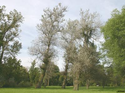 Populus alba L. (white poplar), growth habit, tree form