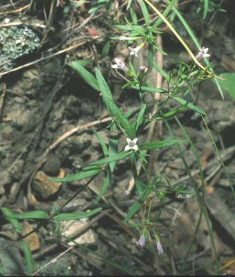 Houstonia longifolia Gaertn. (longleaf summer bluet), growth habit