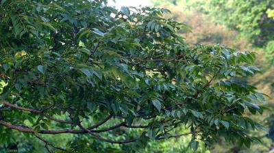 Phellodendron amurense Rupr. (Amur corktree), branches