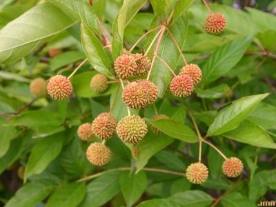 Cephalanthus occidentalis L. (buttonbush), fruit and leaves