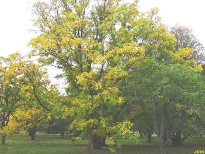 Phellodendron amurense Rupr. (Amur corktree), growth habit, tree form, fall color
