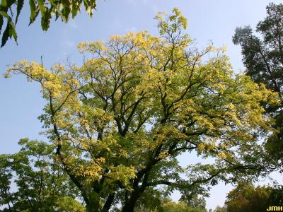Phellodendron amurense Rupr. (Amur corktree), top branches, fall color