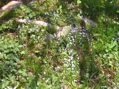 Houstonia serpyllifolia Michx. (thymeleaf bluet), growth habit