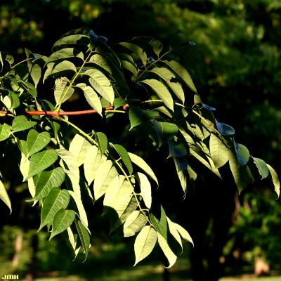 Phellodendron amurense Rupr. (Amur corktree), leaves