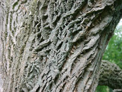 Phellodendron amurense Rupr. (Amur corktree), bark