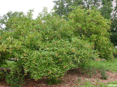 Cephalanthus occidentalis L. (buttonbush), growth habit, shrub form