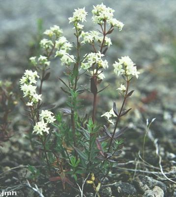 Galium boreale L. (northern bedstraw), growth habit