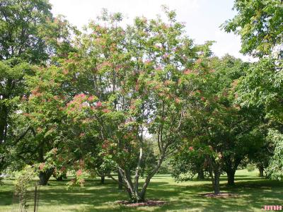 Tetradium daniellii (Benn.) T.G. Hartley (Korean evodia), growth habit, tree form