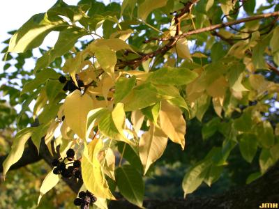 Phellodendron amurense Rupr. (Amur corktree), leaves, fall color