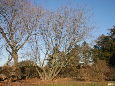 Tetradium daniellii (Benn.) T.G. Hartley (Korean evodia), tree structure in winter