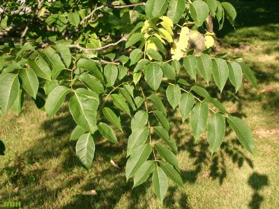 Phellodendron amurense Rupr. (Amur corktree), leaves