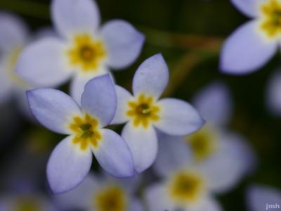 Houstonia serpyllifolia Michx. (thymeleaf bluet), close-up of flowers