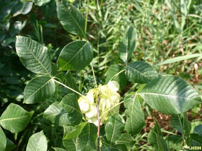 Ptelea trifoliata L. (wafer-ash), fruit and leaves