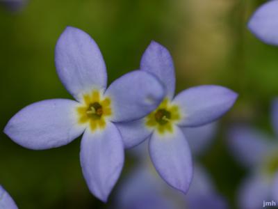 Houstonia serpyllifolia Michx. (thymeleaf bluet), close-up of flowers
