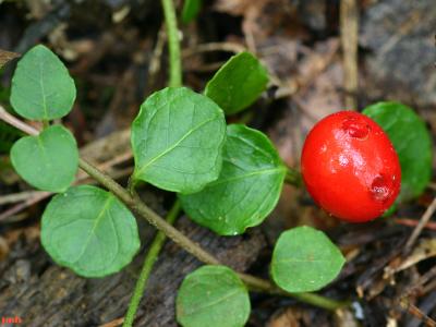 Mitchella repens L. (partridge berry), fruit and leaves