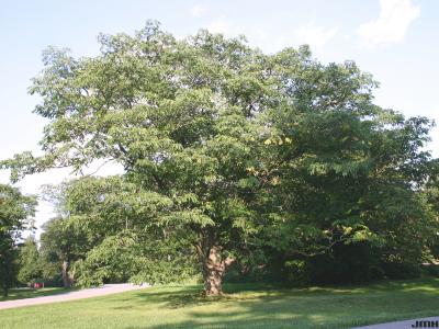 Phellodendron amurense Rupr. (Amur corktree), growth habit, tree form