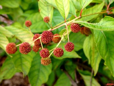 Cephalanthus occidentalis L. (buttonbush), ripe fruit
