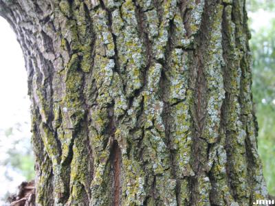 Salix amygdaloides Anders. (peach-leaved willow), bark