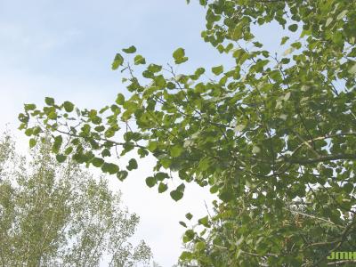 Populus tremuloides Michx. (quaking aspen), branches, leaves