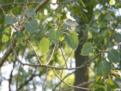 Populus tremuloides Michx. (quaking aspen), branch, leaves