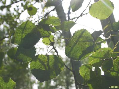Populus tremuloides Michx. (quaking aspen), leaves