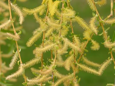 Salix alba ‘Tristis’ (golden weeping willow), flowers