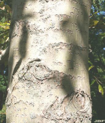 Populus maximowiczii Henry (Japanese poplar), bark