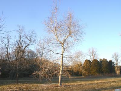 Populus maximowiczii Henry (Japanese poplar), growth habit, winter tree form