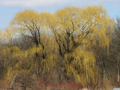 Salix alba ‘Tristis’ (golden weeping willow), growth habit, tree form
