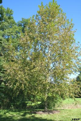 Populus maximowiczii Henry (Japanese poplar), growth habit, tree form