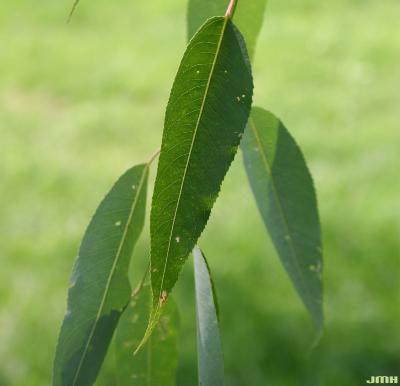 Salix amygdaloides Anders. (peach-leaved willow), close-up of leaves