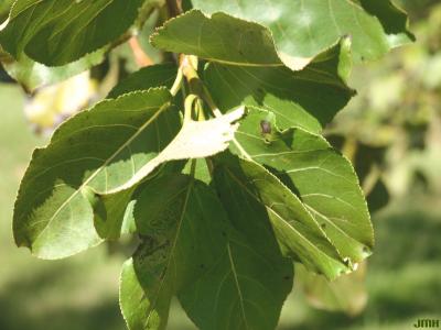 Populus maximowiczii Henry (Japanese poplar), leaves