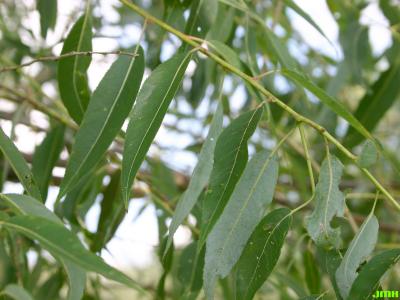 Salix amygdaloides Anders. (peach-leaved willow), leaves