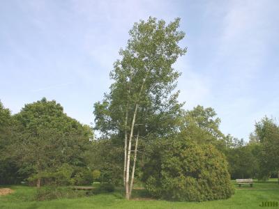 Populus tremuloides Michx. (quaking aspen), growth habit, tree form