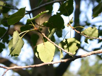 Populus tremuloides Michx. (quaking aspen), leaves