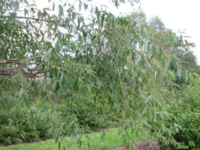 Salix amygdaloides Anders. (peach-leaved willow), branches, leaves