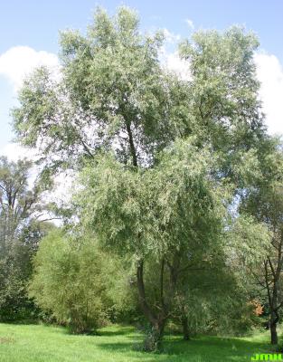 Salix amygdaloides Anders. (peach-leaved willow), growth habit, tree form
