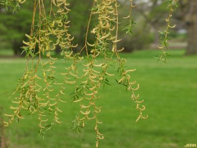 Salix alba ‘Tristis’ (golden weeping willow), flowers, branches