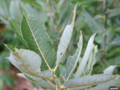 Salix discolor Muhlenb. (pussy willow), leaves