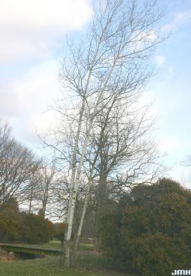 Populus tremuloides Michx. (quaking aspen), growth habit, winter tree form