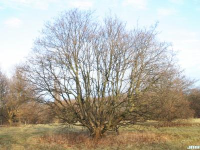 Acer campestre L. (hedge maple), winter tree form
