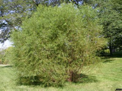 Salix nigra Marsh. (black willow), growth habit, shrub form