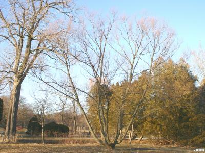 Salix nigra Marsh. (black willow), winter tree form