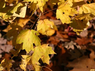Acer saccharum ssp. floridanum (Chapm.) Desmarais (Florida maple), leaves, fall color