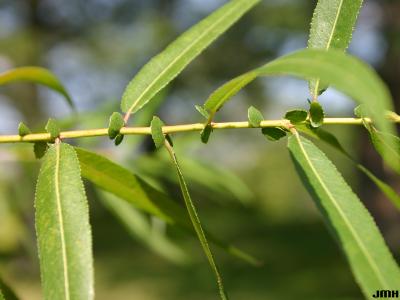 Salix nigra Marsh. (black willow), close-up of leaves