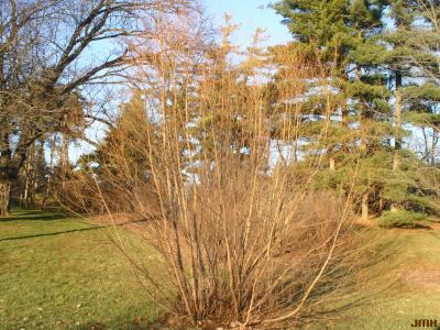 Salix nigra Marsh. (black willow), winter shrub form